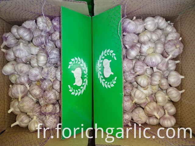 Size 5 0cm Garlic